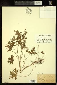 Geranium bicknellii image