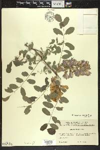 Robinia neomexicana image