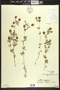 Trifolium aureum image