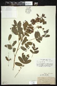 Senna hebecarpa image