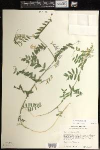 Vicia caroliniana image