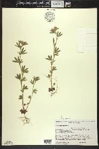 Trifolium arvense image