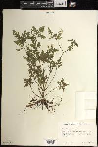 Geranium robertianum image