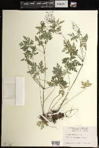 Geranium robertianum image