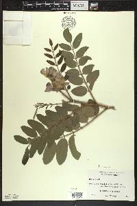 Robinia hispida image