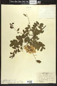 Robinia viscosa image