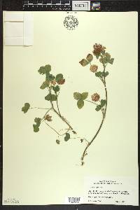 Trifolium hybridum image