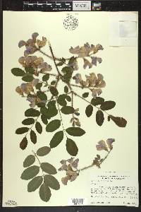 Robinia hispida image