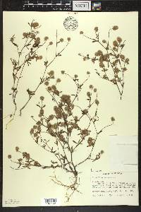 Trifolium arvense image