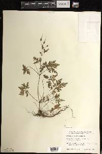 Geranium robertianum image