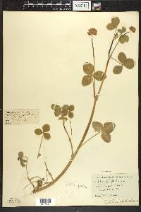 Trifolium hybridum image