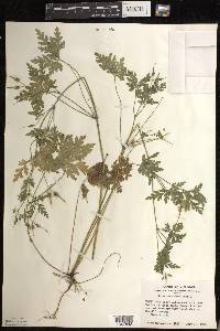 Geranium robertianum image