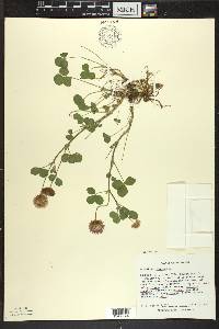 Trifolium hybridum image