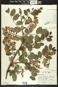 Robinia hispida image