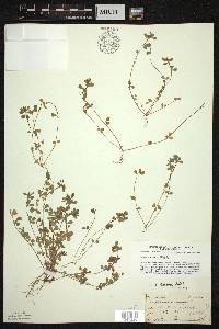 Trifolium dubium image