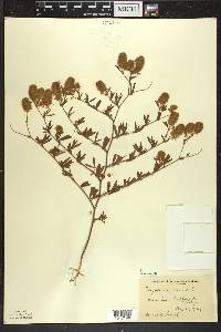 Trifolium arvense image