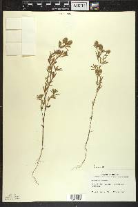 Trifolium arvense image