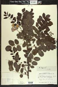 Robinia hispida image