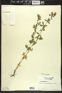 Trifolium aureum image