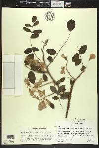 Robinia hispida image