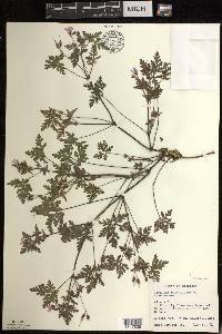 Geranium robertianum image