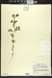 Trifolium arvense image