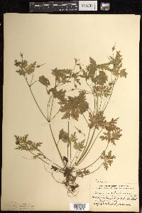 Geranium robertianum image