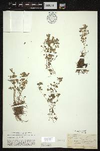 Trifolium dubium image