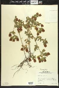 Trifolium aureum image