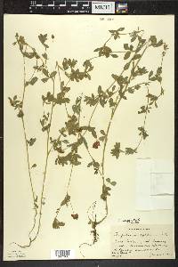 Trifolium aureum image