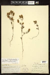 Trifolium arvense image