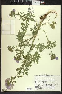 Malva moschata image