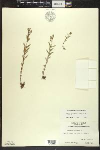 Hypericum majus image