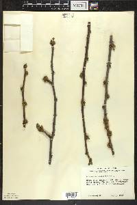 Zanthoxylum americanum image