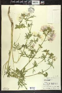 Malva moschata image