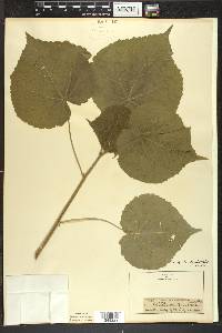 Abutilon theophrasti image