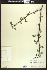 Zanthoxylum americanum image