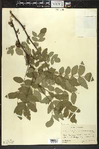 Zanthoxylum americanum image