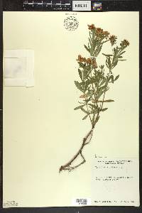 Hypericum kalmianum image