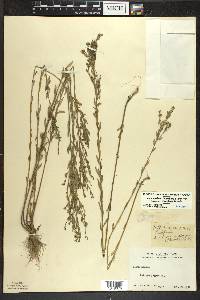 Linum medium var. texanum image