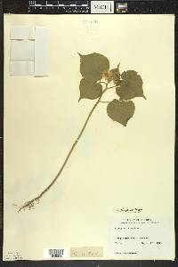 Abutilon theophrasti image