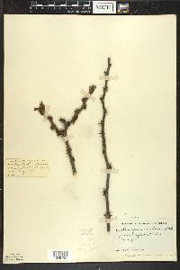 Zanthoxylum americanum image