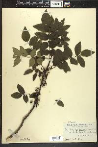 Zanthoxylum americanum image