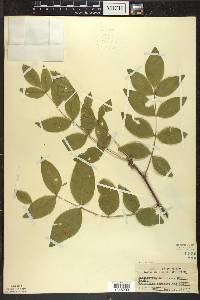 Zanthoxylum americanum image