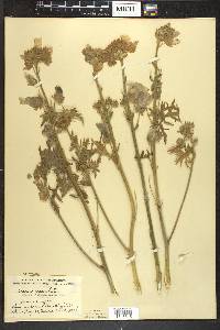 Malva moschata image