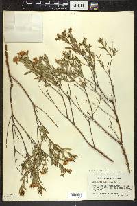 Hypericum kalmianum image