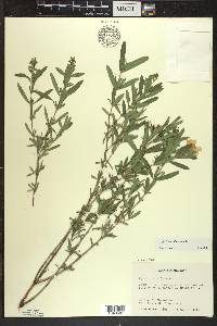 Hypericum kalmianum image