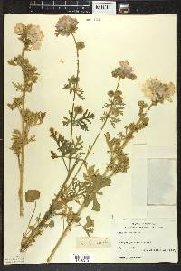 Malva moschata image