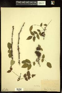 Zanthoxylum americanum image