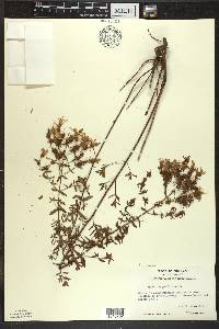 Hypericum perforatum image